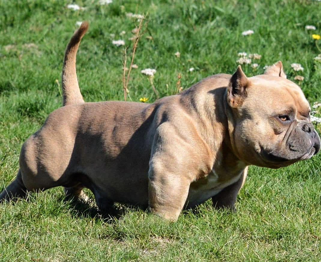 Muscletone Bullys